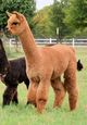 her current Matrix Madness cria