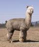 Son owned by Janus Alpacas