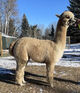 alpaca for sale