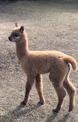 alpaca for sale