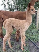 alpaca for sale