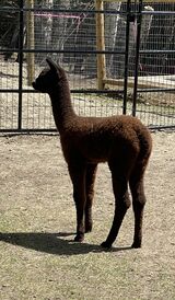 alpaca for sale