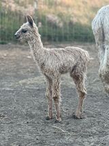 alpaca for sale