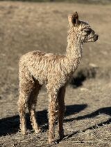 alpaca for sale