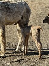 alpaca for sale