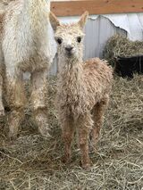 alpaca for sale