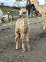 alpaca for sale