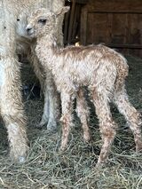 alpaca for sale