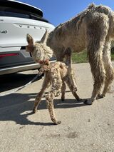 alpaca for sale