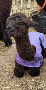 alpaca for sale