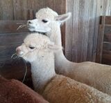 alpaca for sale