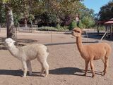 alpaca for sale