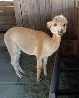 alpaca for sale