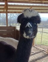 alpaca for sale