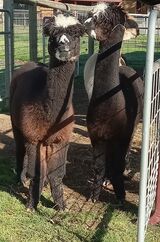 alpaca for sale