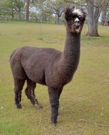 alpaca for sale