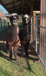 alpaca for sale