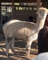 alpaca for sale