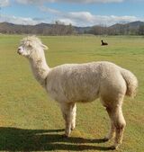 alpaca for sale