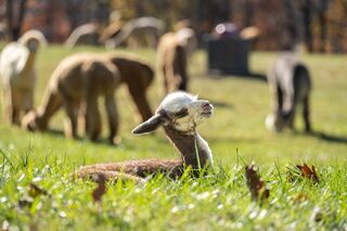 Breeding for high quality fiber.