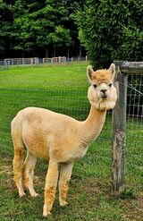 alpaca for sale