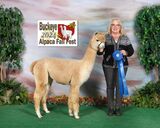 alpaca for sale