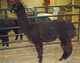 2nd Cria Maya