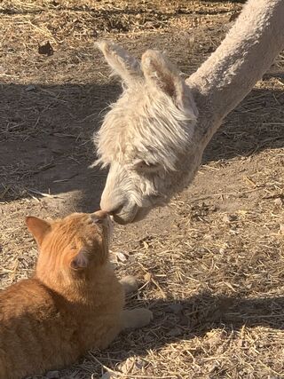 Farm friends