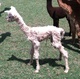 2013 Male Cria