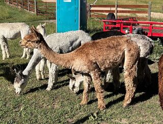 alpaca for sale