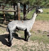 alpaca for sale