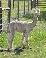 alpaca for sale