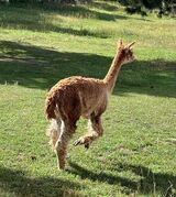 alpaca for sale