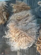 Processing Cria Fleece