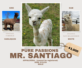 alpaca for sale