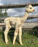 alpaca for sale