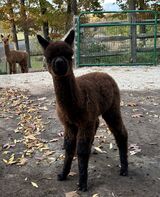 alpaca for sale