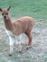 alpaca for sale