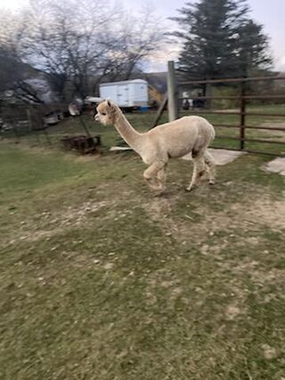 alpaca for sale