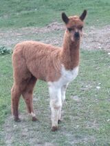 alpaca for sale