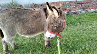 Fred The Donkey
