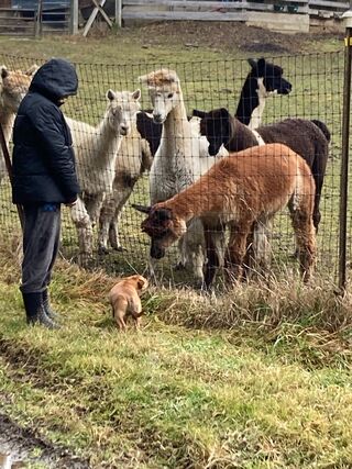 Meeting new puppy 