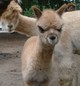 Hazel's cria.