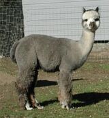 alpaca for sale