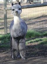 alpaca for sale