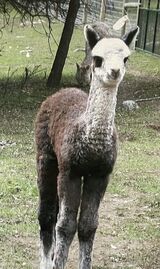 Madison as a cria