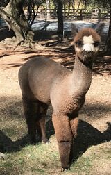 alpaca for sale