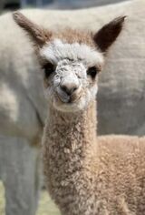 alpaca for sale