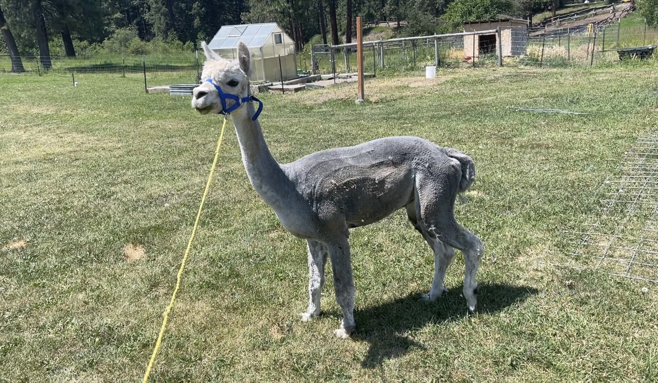 alpaca for sale