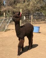 alpaca for sale